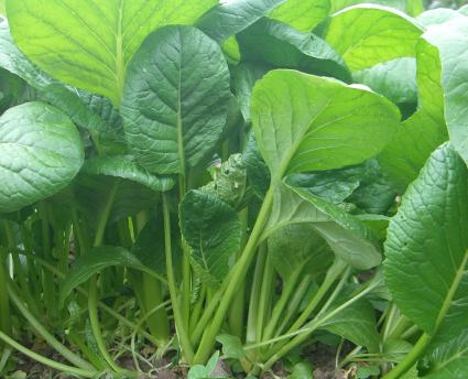 小松菜の栽培方法